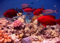 Grande barrière de corail 