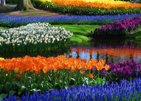 Jardins de Keukenhof : une richesse florale abyssale
