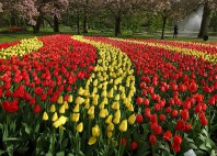 Jardins de Keukenhof 
