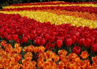 Jardins de Keukenhof 