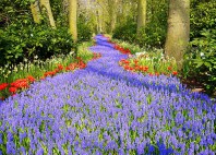 Jardins de Keukenhof 