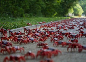 Île Christmas : la migration des crabes rouges