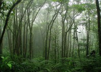 Foret de nuages de Monteverde 