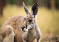 Outback australien 