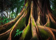 Parc national Corcovado 