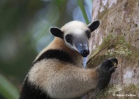 Parc national Corcovado 