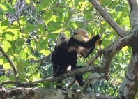 Parc national Corcovado 