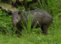 Parc national Corcovado 