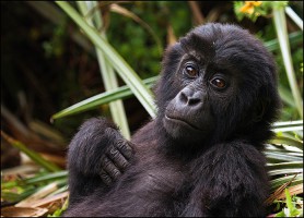 Parc national de Kahuzi-Biega : un trésor à découvrir