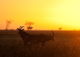 Parc national de Waza : une exubérante réserve de biosphère