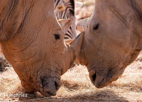 Parc national de la Garamba : un asile des espèces menacées