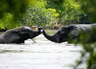 Parc national de la Garamba 