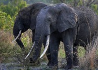 Parc national de la Garamba 