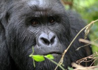 Parc national des Virunga 