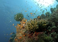Îles Andaman 