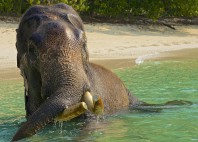 Îles Andaman 