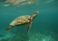 Îles Gili 