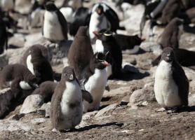 Îles Malouines : la perle qui oppose Anglais et Argentins