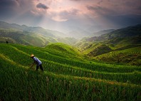 Rizières de Longji 