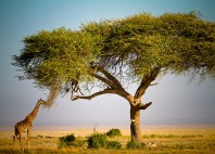 Parc national d’Amboseli 