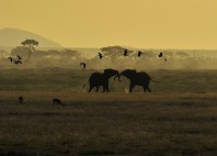 Parc national d’Amboseli 
