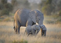 Parc national d’Amboseli 