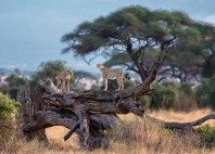 Parc national d’Amboseli 