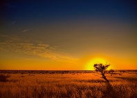 Désert du Kalahari 