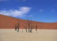 Désert du Kalahari 