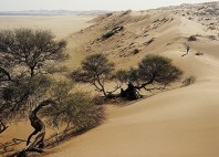 Désert du Kalahari 