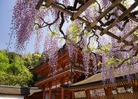 Kasuga-taisha 