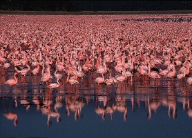 Parc National du lac Nakuru : l’exubérance de la biodiversité