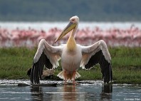 Parc National du lac Nakuru 