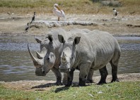 Parc National du lac Nakuru 