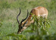 Parc National du lac Nakuru 