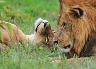 Parc National du lac Nakuru 