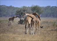 Parc National du lac Nakuru 