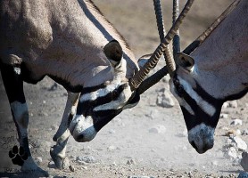 Parc national Hwange : la réserve animalière la plus peuplée du monde
