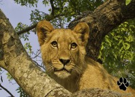 Parc national Hwange 