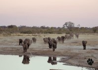 Parc national Hwange 