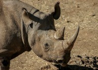 Parc national Hwange 