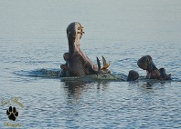Parc national Hwange 