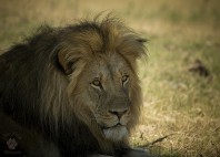 Parc national Hwange 