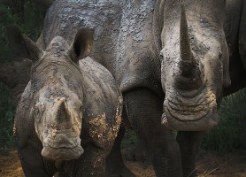 Parc national Kruger : une réserve animalière à découvrir