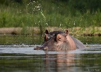 Parc national Kruger 