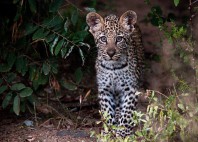 Parc national Kruger 