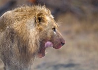Parc national Kruger 