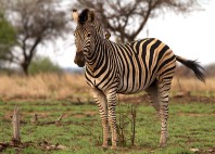 Parc national Kruger 
