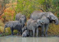 Parc national Kruger 