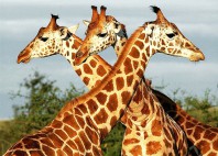 Parc national Murchison Falls 